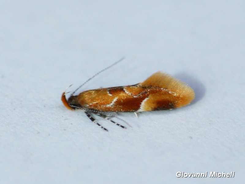 Microlepidottero: Epicallima formosella - Oecophoridae